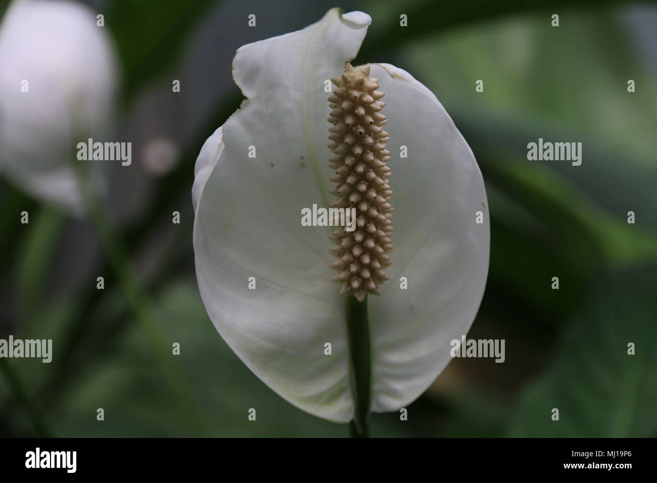 Tropical wild white flowers hi-res stock photography and images - Alamy