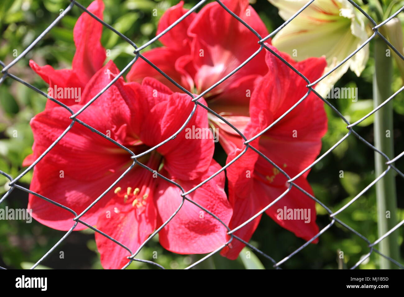 Tropical botanic flowers hi-res stock photography and images - Alamy