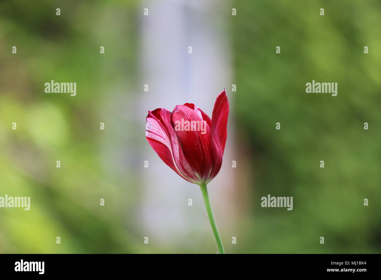 Tropical botanic flowers hi-res stock photography and images - Alamy