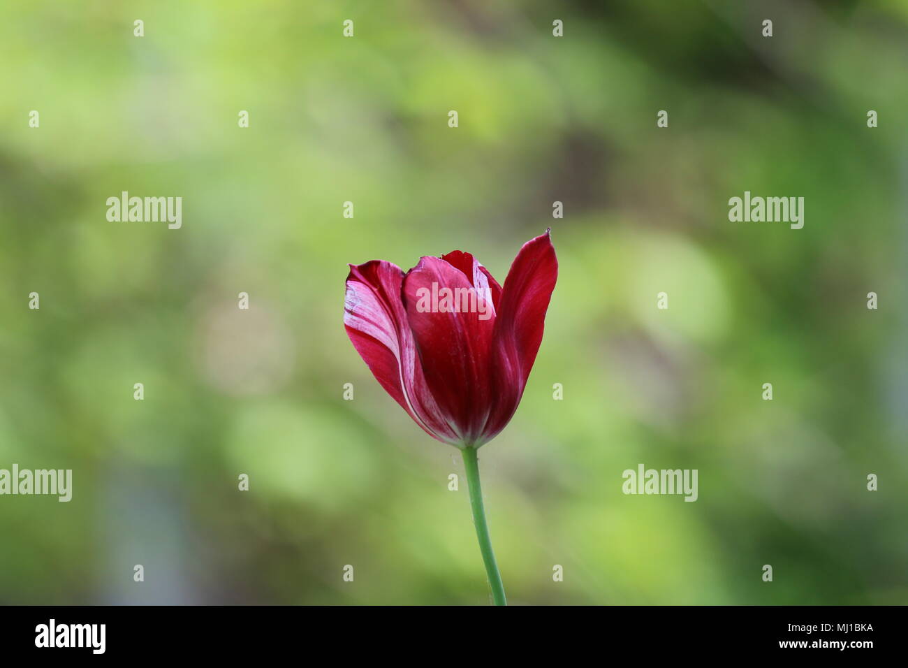 Red tropical flowers hi-res stock photography and images - Alamy