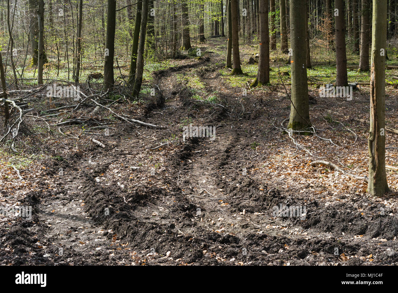 forest soil destruction by big timber harvesting machines Stock Photo