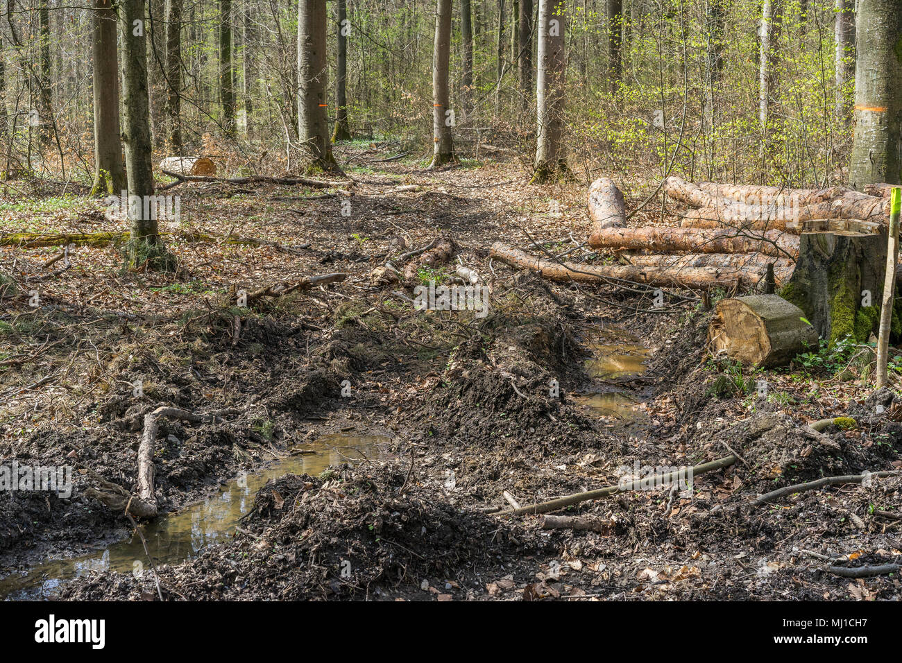 forest soil destruction by big timber harvesting machines Stock Photo