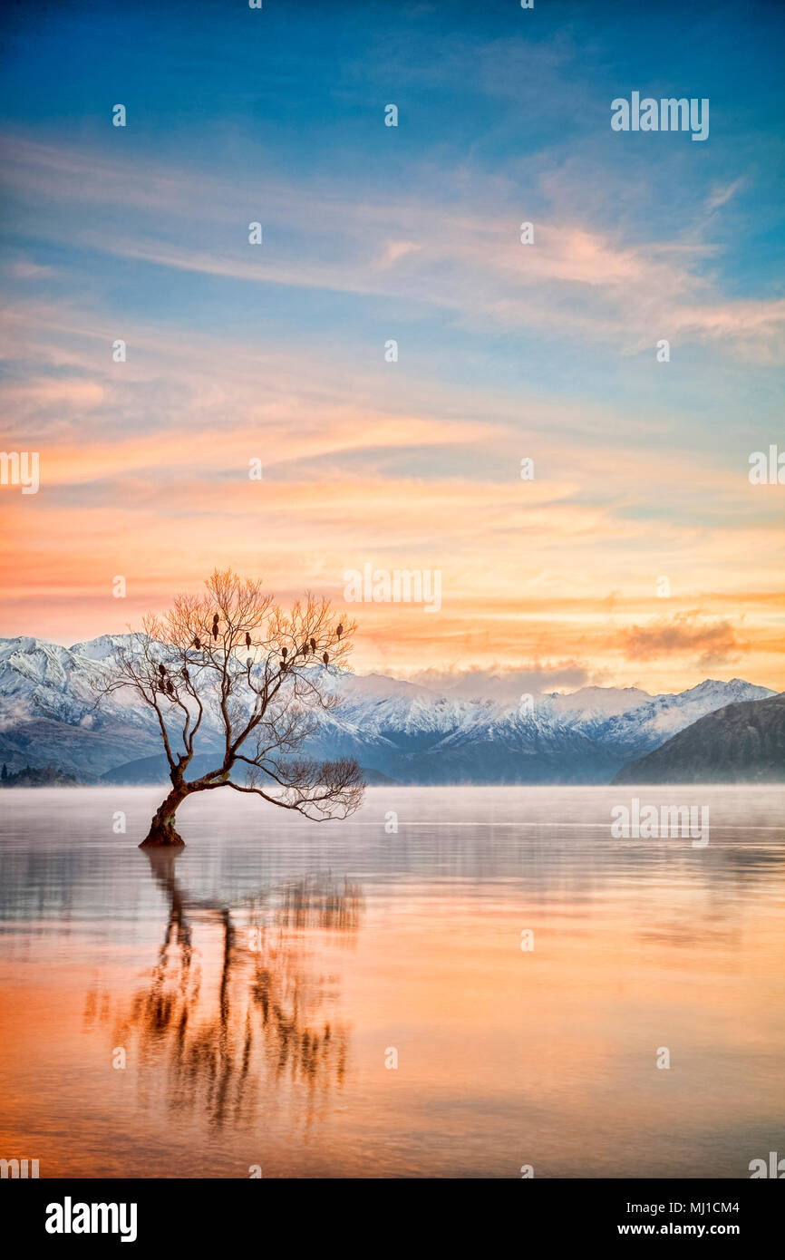 Winter at Lake Wanaka, Otago, New Zealand, with birds roosting in the single tree and mist rising from the water. Stock Photo
