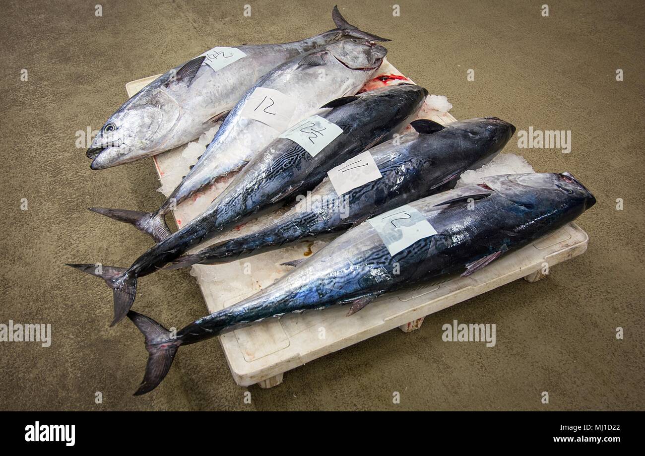 Tuna fish market Stock Photo