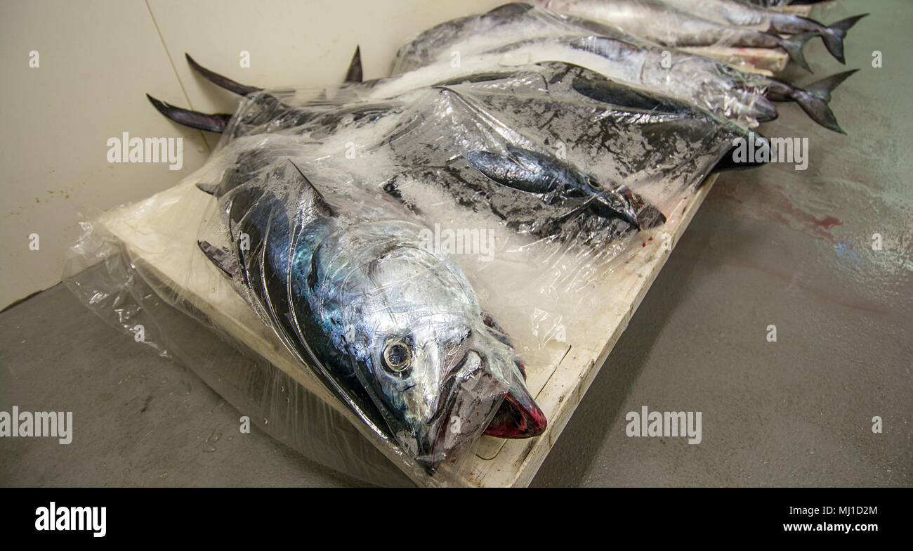 Tuna fish market Stock Photo