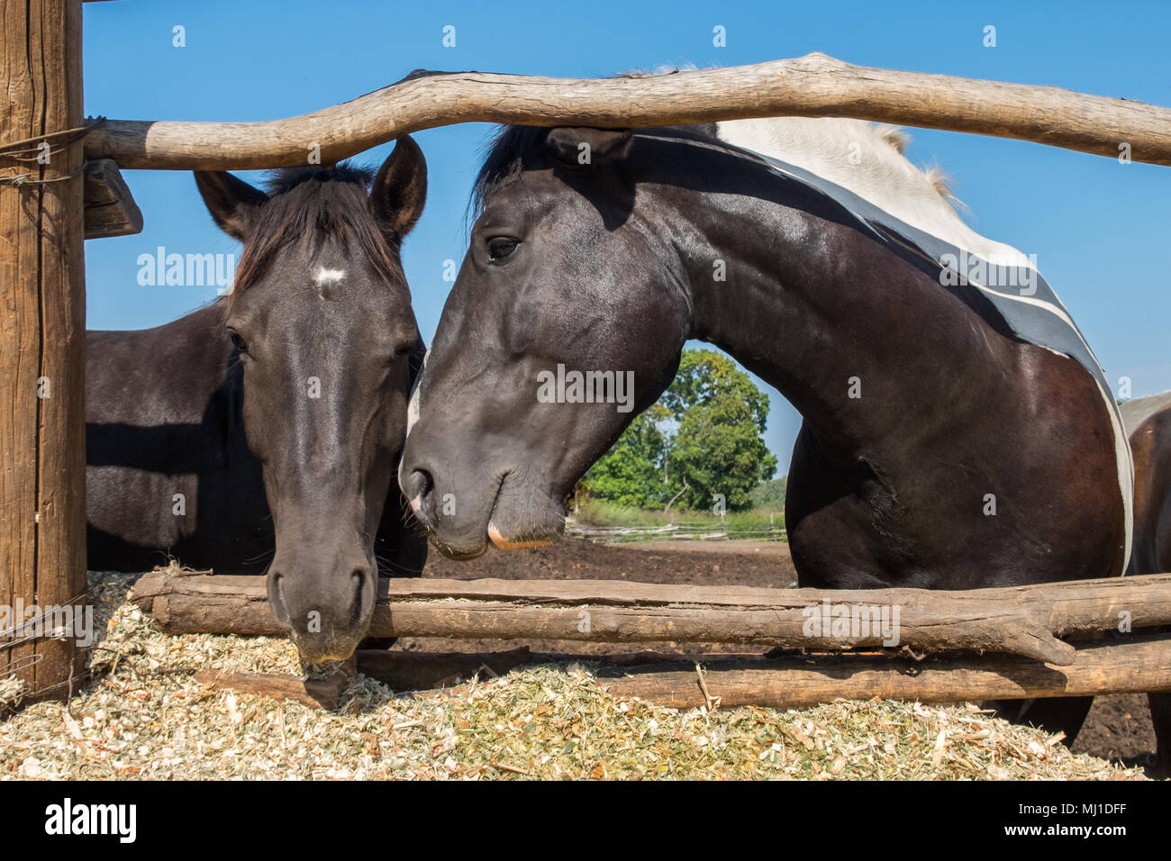 Two black horses behind the wooden fence. Sunny summer day. Front view, close up. Stock Photo