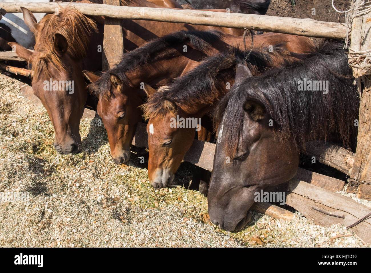 Group of horses feeding a silage behind wooden fence. Sunny summer day