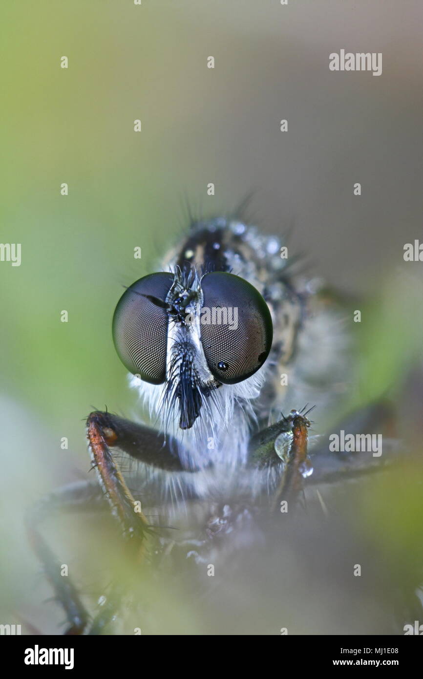 Kite-tailed robberfly, Tolmerus atricapillus Stock Photo