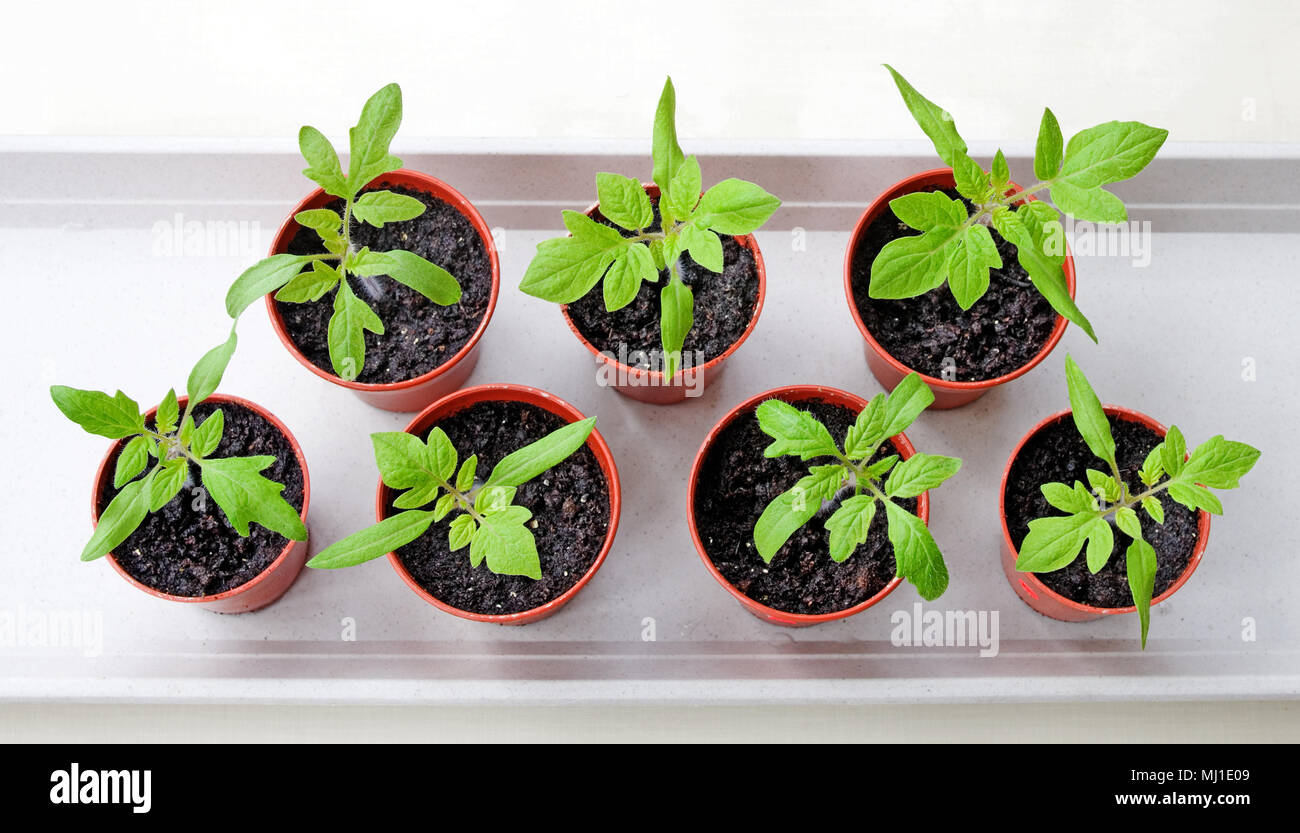 Looking down on young tomato seedlings growing in small brown plastic pots on white tray, spring, England UK Stock Photo