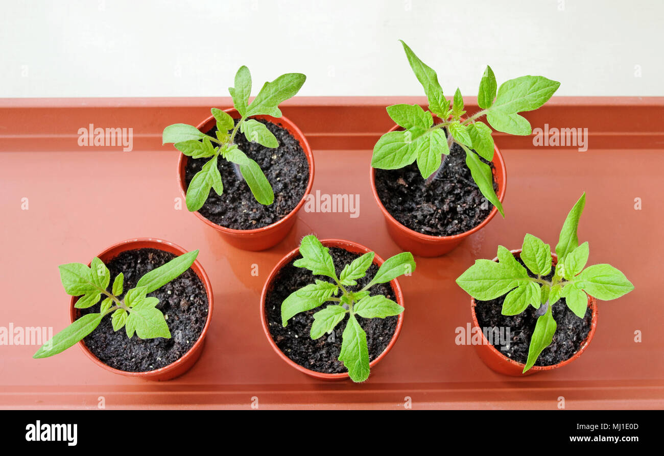 Looking down on young tomato seedlings growing in small brown plastic