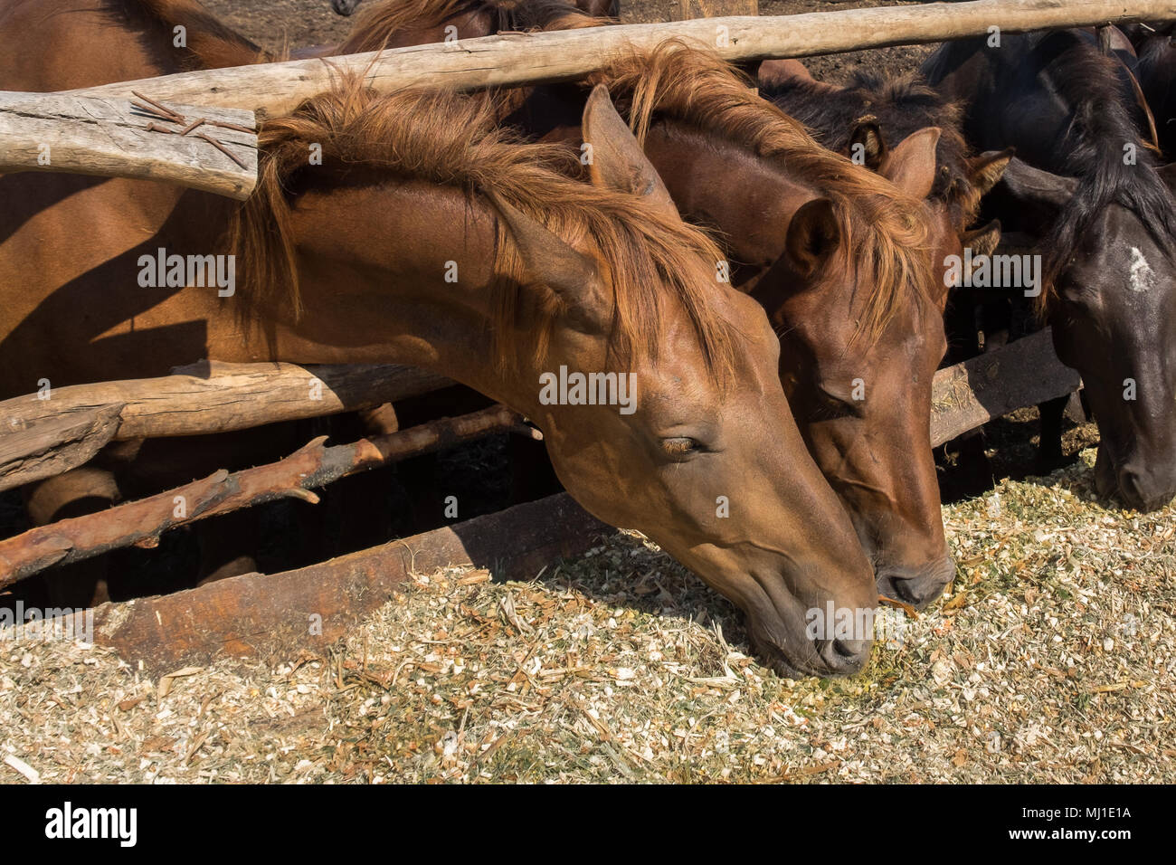 Group of horses feeding a silage behind wooden fence. Sunny summer day