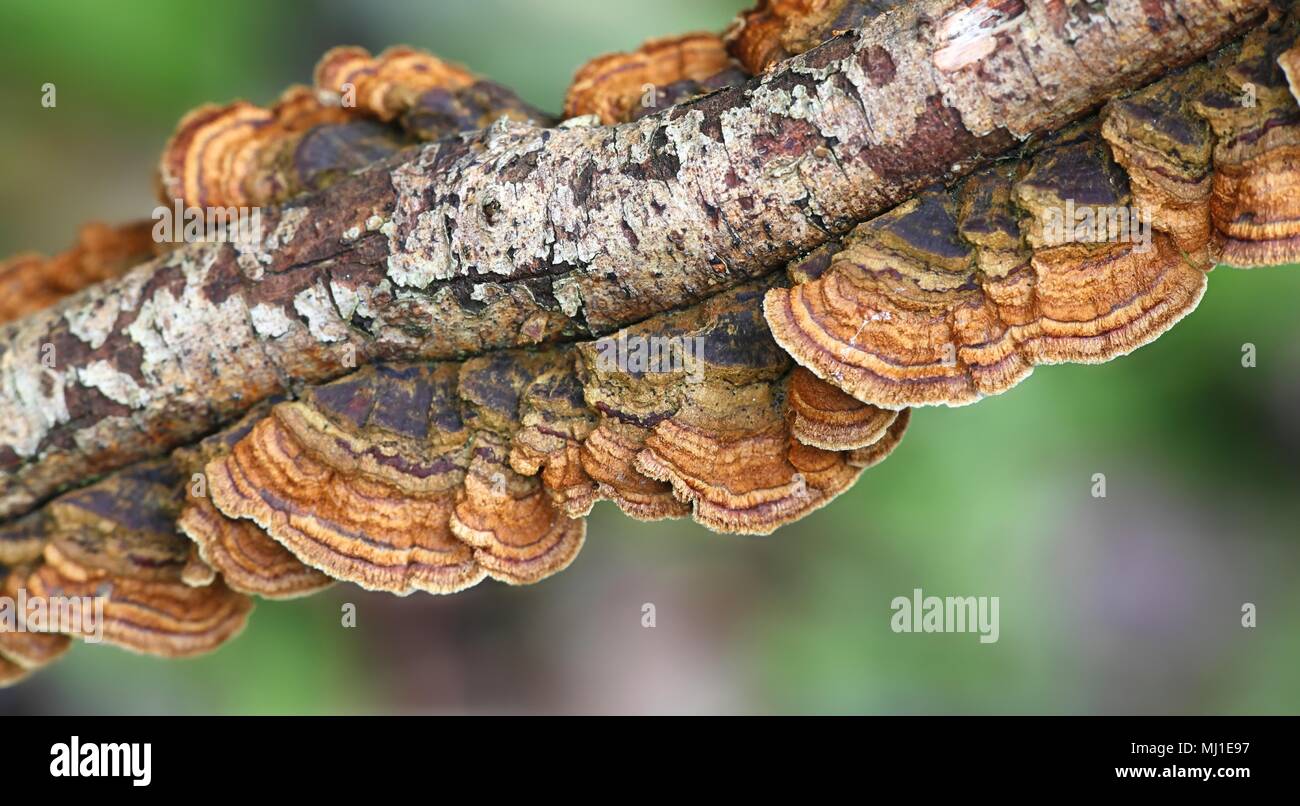 Crust fungus, Pseudochaete tabacina Stock Photo