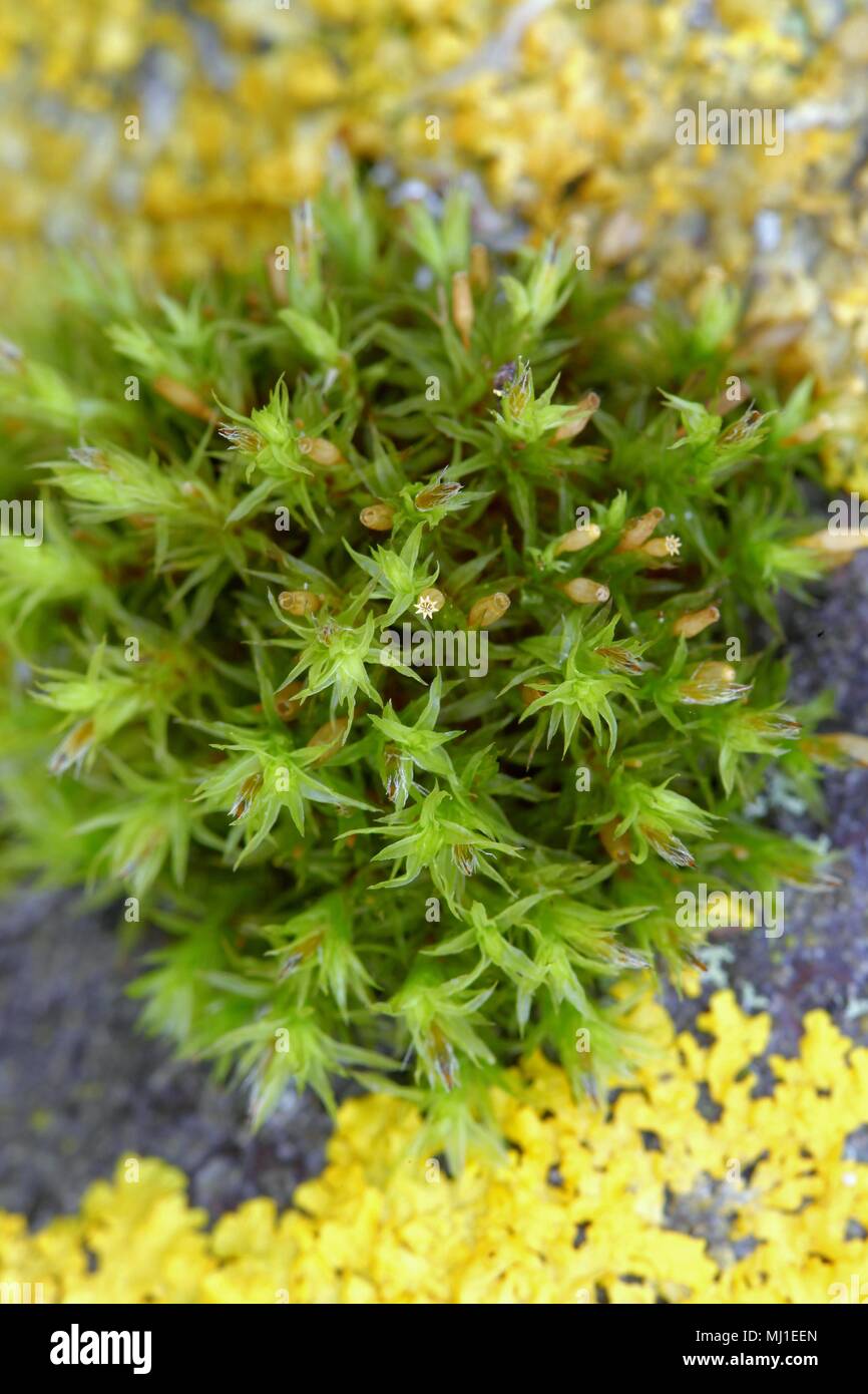 Lanceolateleaf rock moss, Orthotrichum speciosum Stock Photo