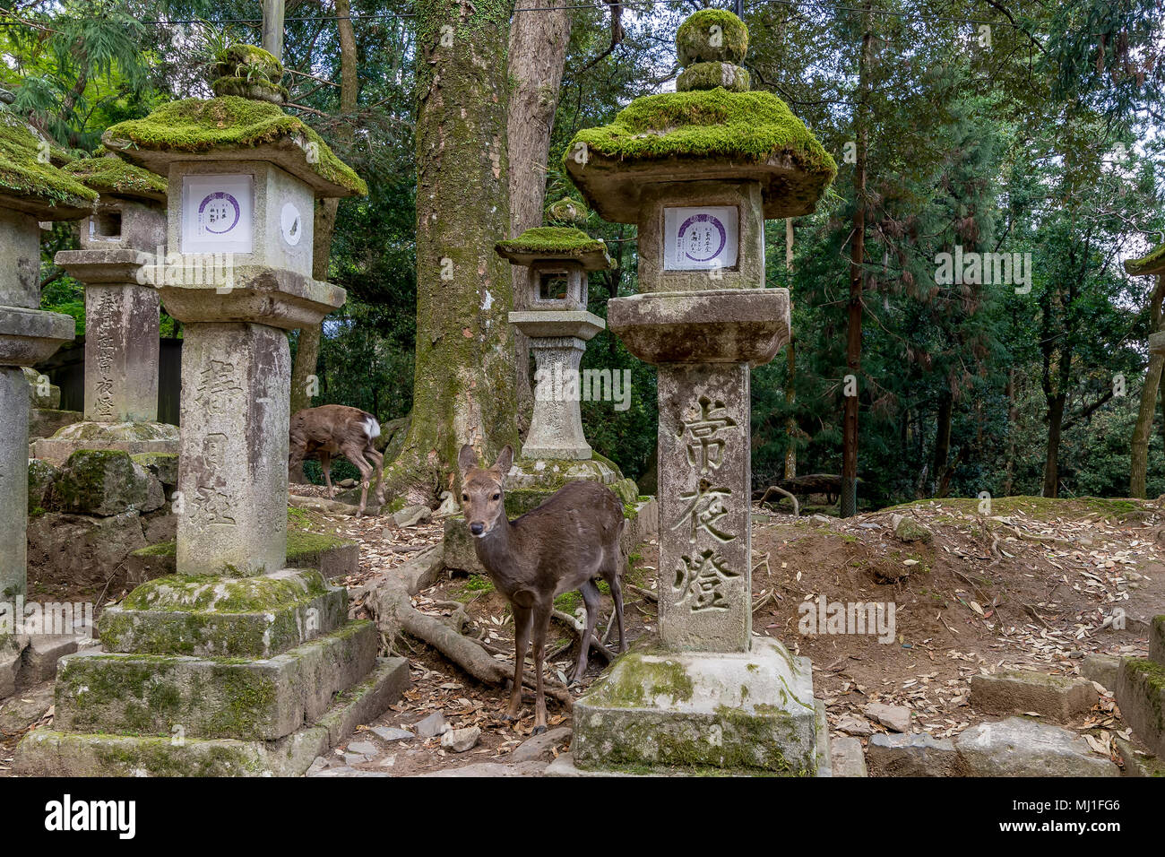 Fallow deer and stone lanterns in the Kasuga Shrine of Nara, Japan Stock Photo