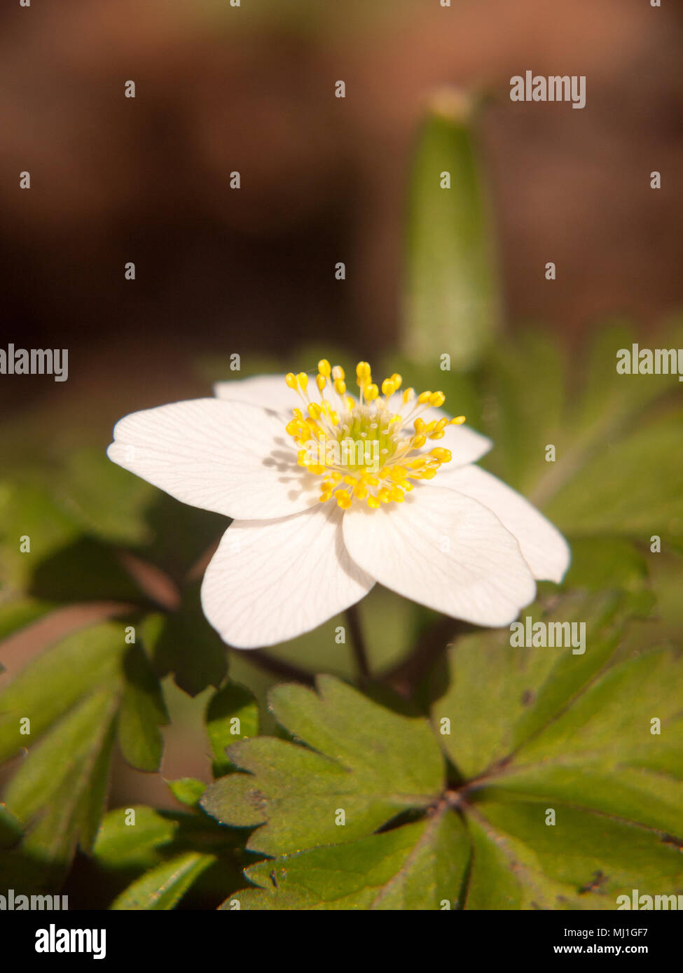 close up of white wood anemone flower petals beautiful spring; essex; england; uk Stock Photo