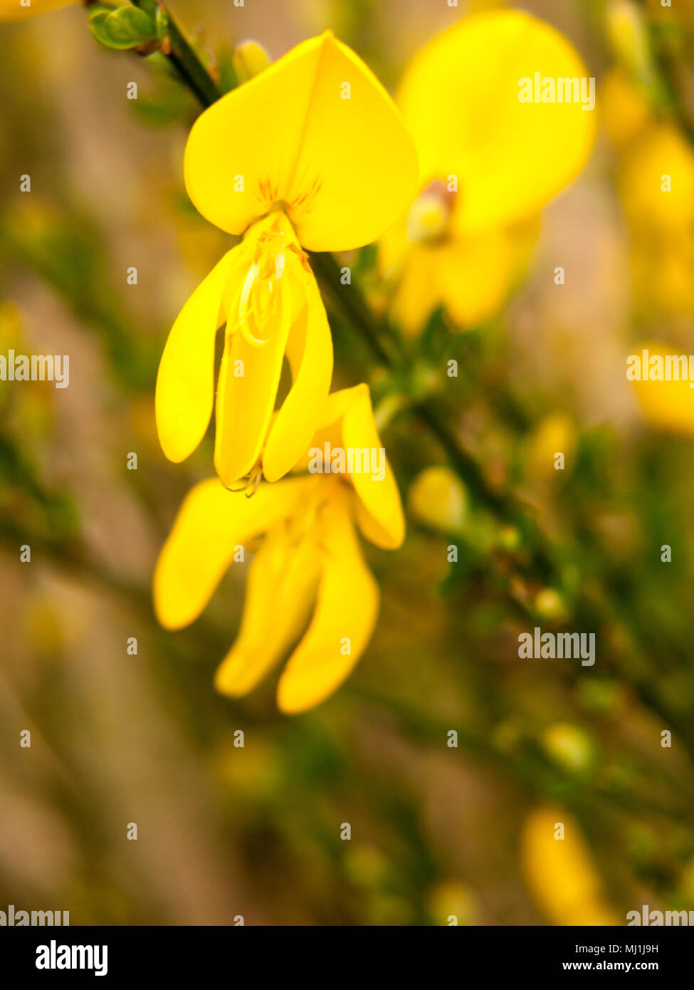 close up detail of yellow gorse broom flower heads macro; essex