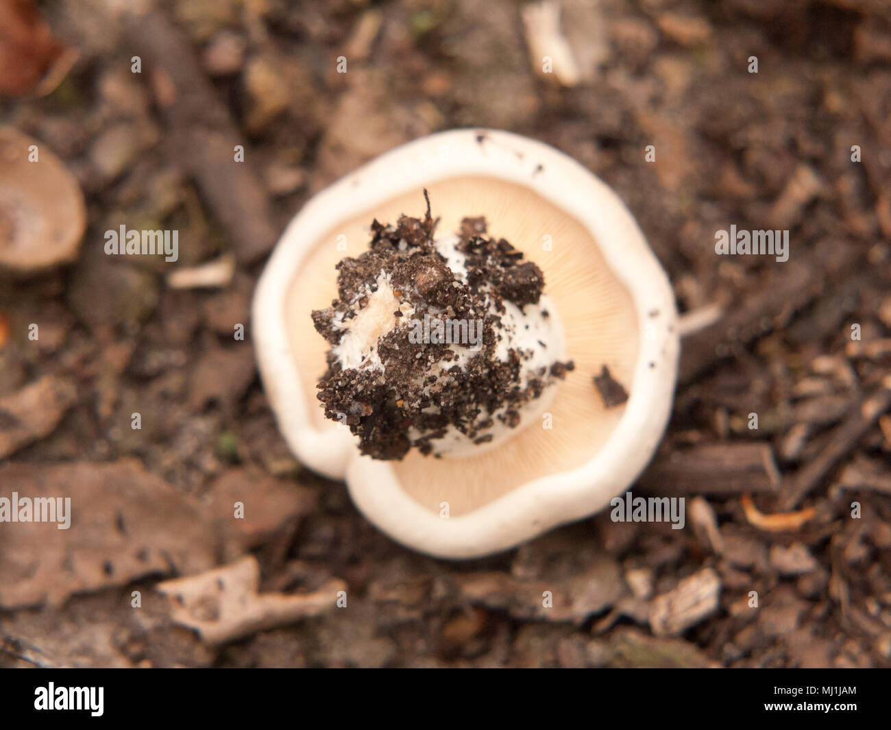 upside down wild st mushroom foraging outside ground; essex