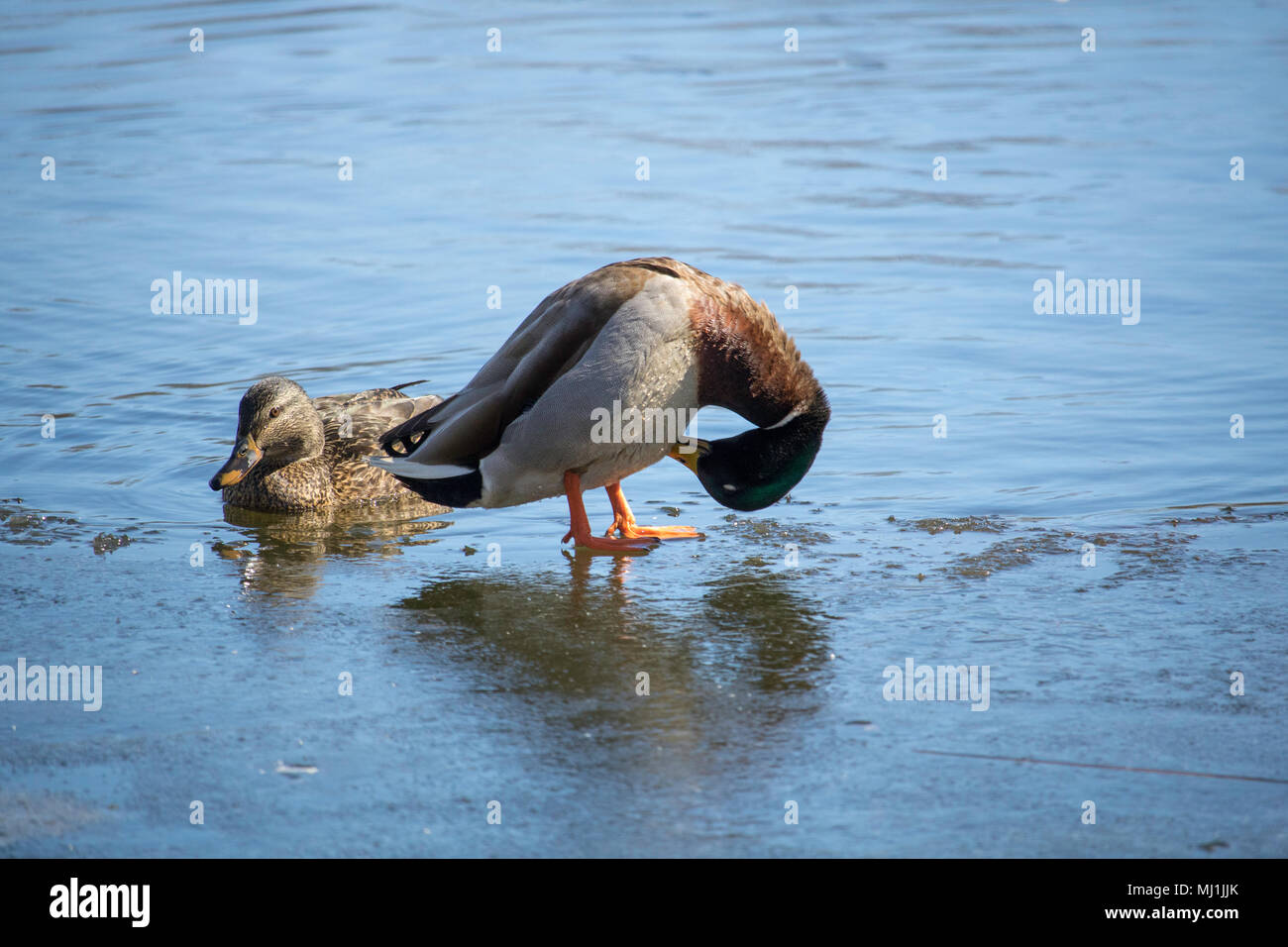 Canard Colvert Femelle High Resolution Stock Photography And Images Alamy Canard Colvert Femelle High Resolution Stock Photography And Images Alamy