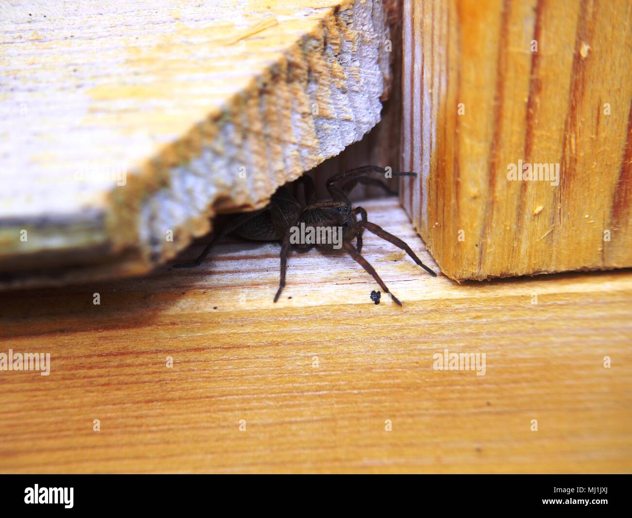 Black spider sits on a wooden surface. Arthropod. Macro mode. Stock Photo