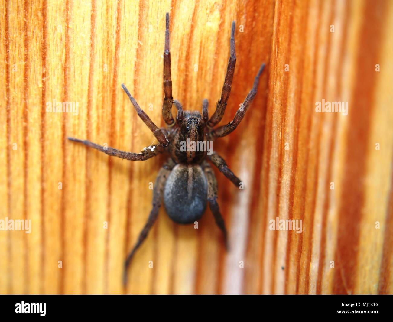 Black spider sits on a wooden surface. Arthropod. Macro mode. Stock Photo