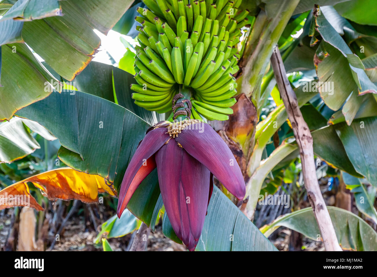 Bananenbl te Hi res Stock Photography And Images Alamy bananenbl-te-hi-res-stock-photography-and-images-alamy