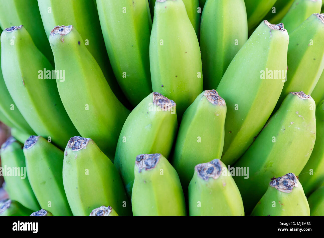 La Palma - Nahaufnahme einer Bananenstaude in Charco Azul Stock Photo