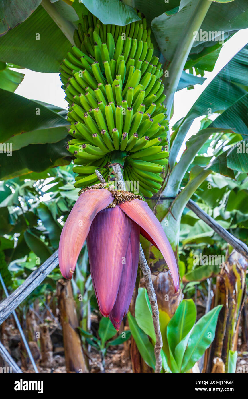 La Palma Hochkant Nahaufnahme der Blüte einer Bananenstaude in San