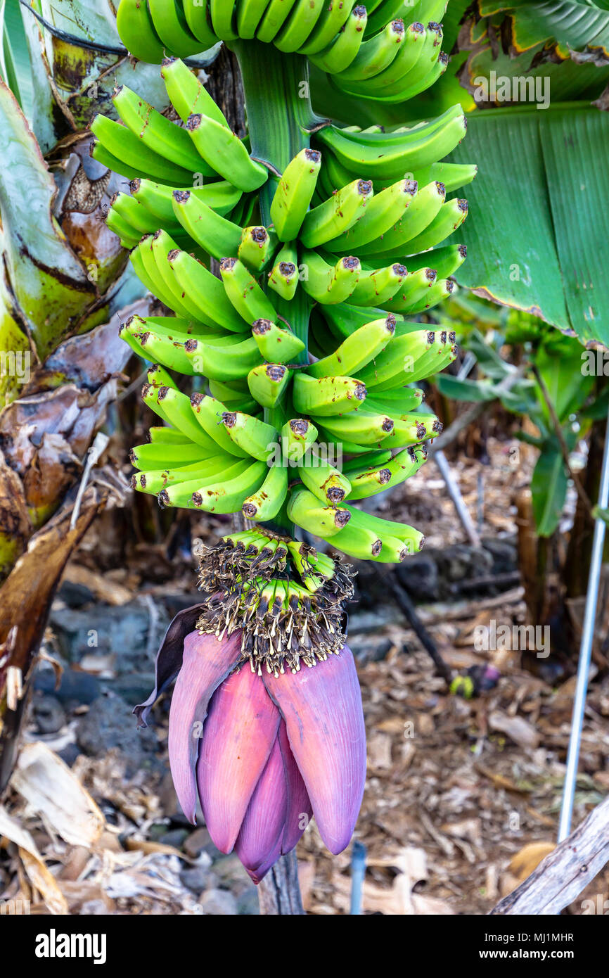 La Palma - Hochkant Nahaufnahme der Blüte einer Bananenstaude in San Andres Stock Photo