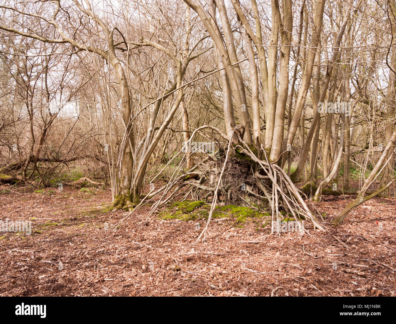 Wood Stack For Bonfire England Uk Stock Photo Alamy