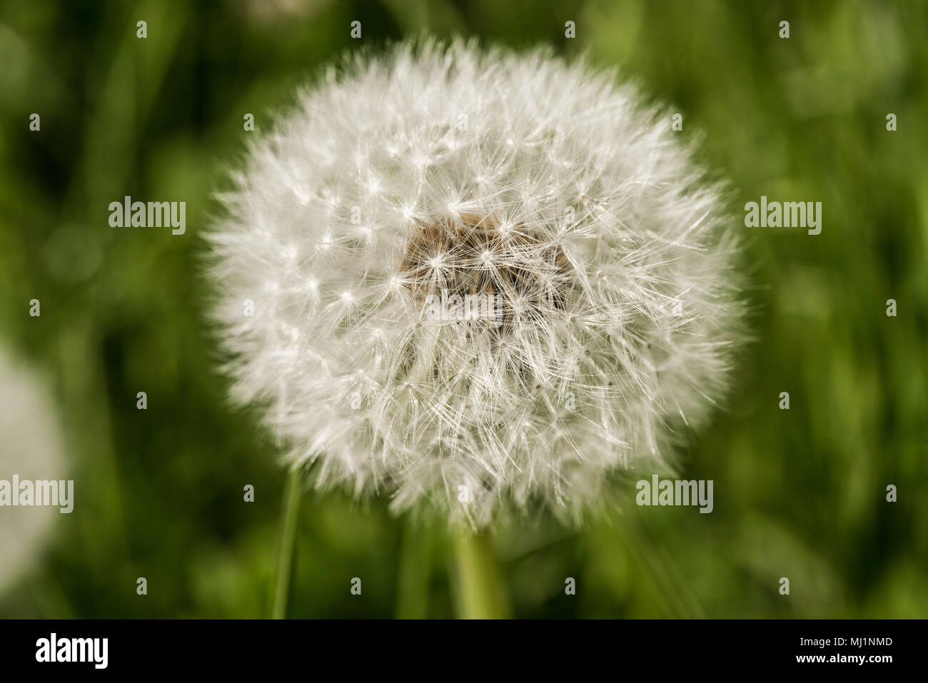 Dandelion macro soft hi-res stock photography and images - Alamy