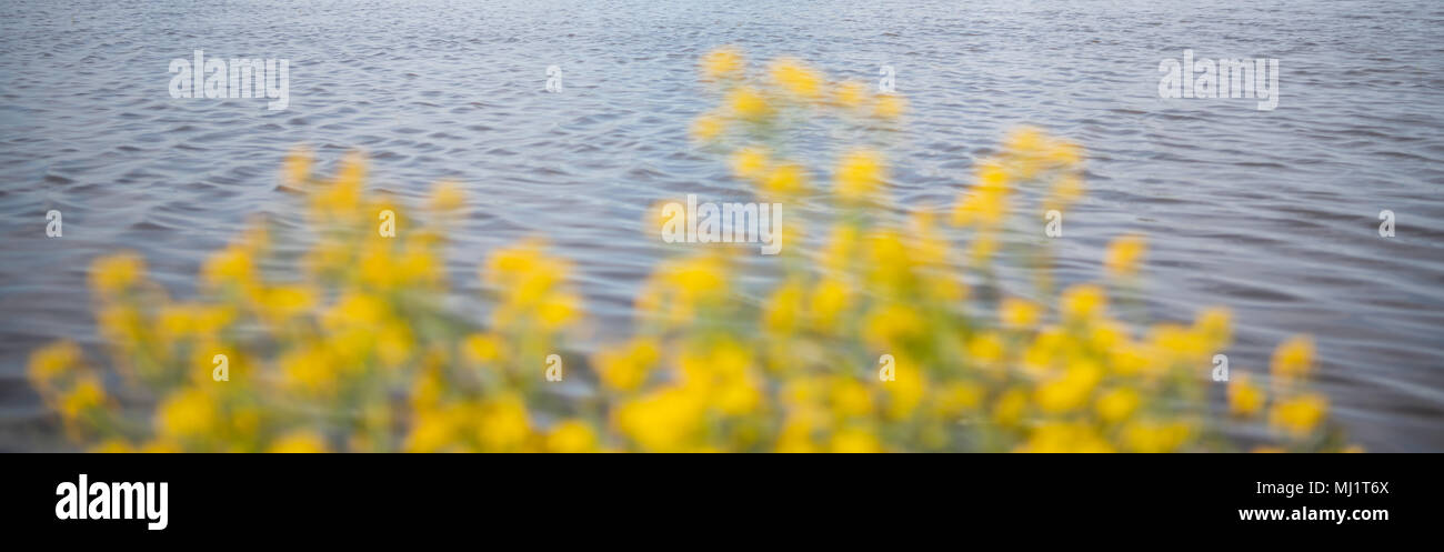 Calm waters and blurred yellow flowers springtime header Stock Photo