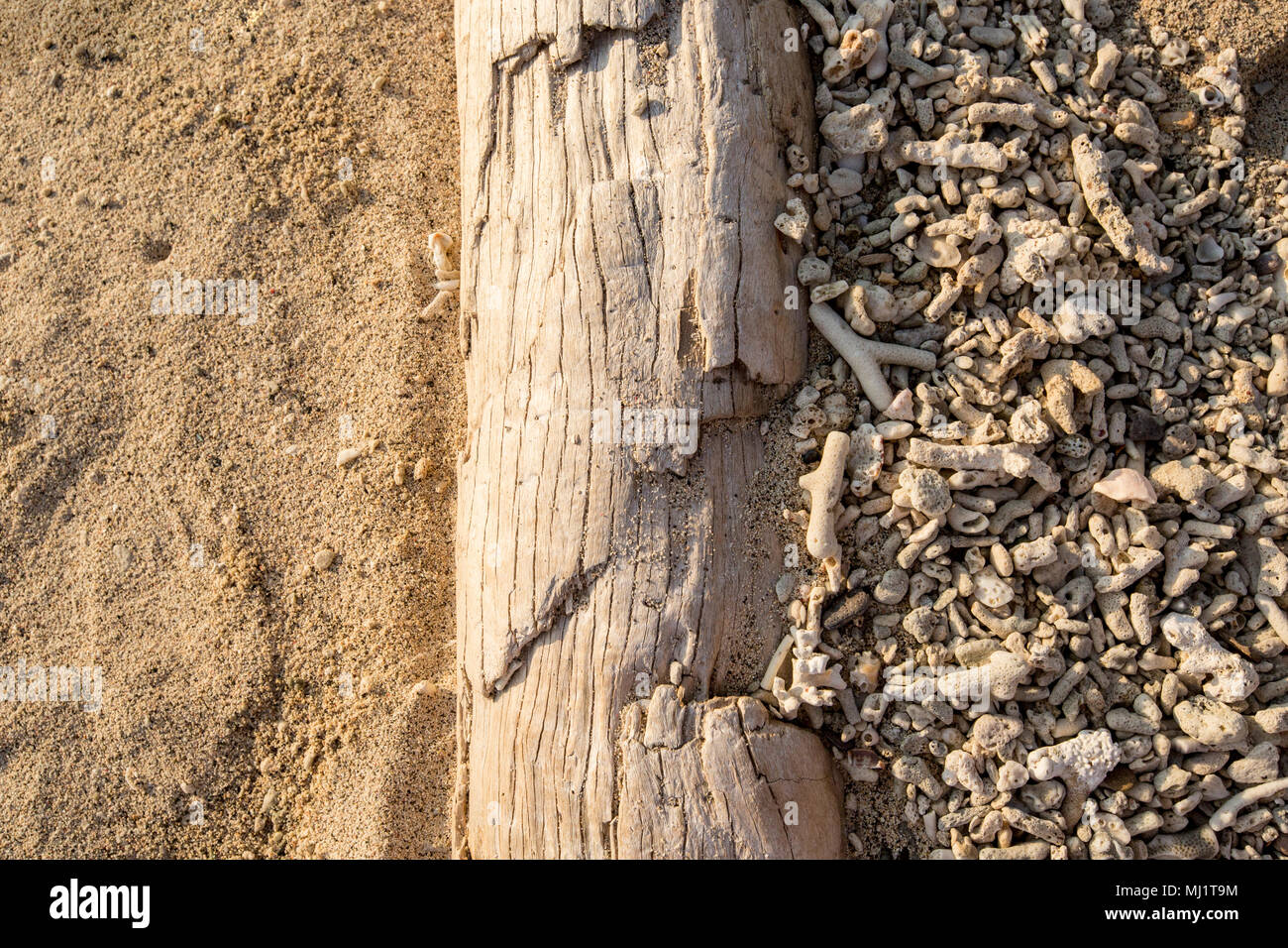 Driftwood on a beach seperating area of broken coral from sand Stock Photo