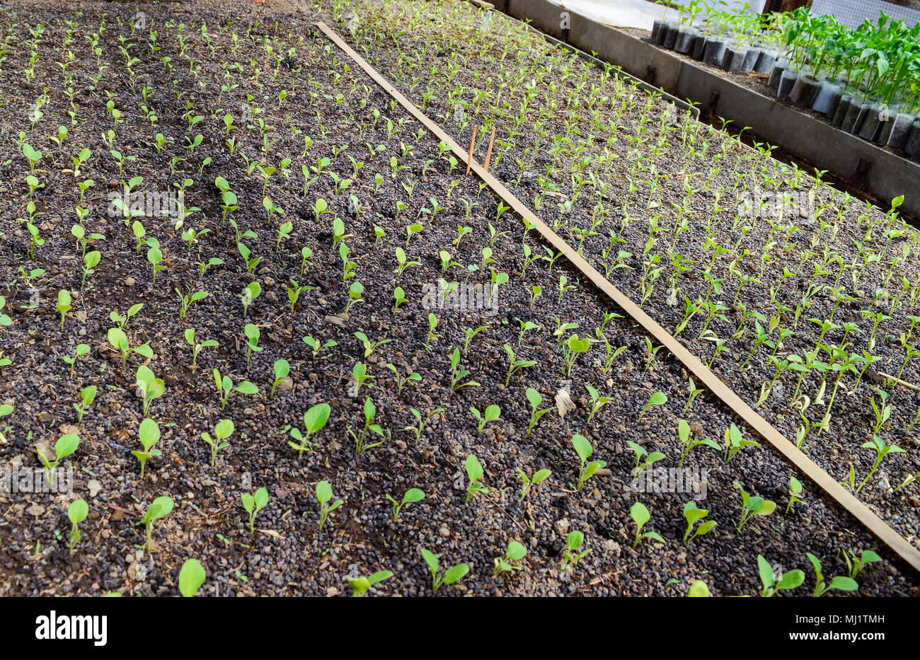 Seedlings eggplant in the greenhouse. Growing eggplant of vegetables in