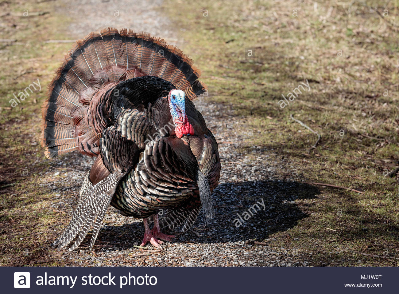 Strutting Turkey High Resolution Stock Photography And Images Alamy