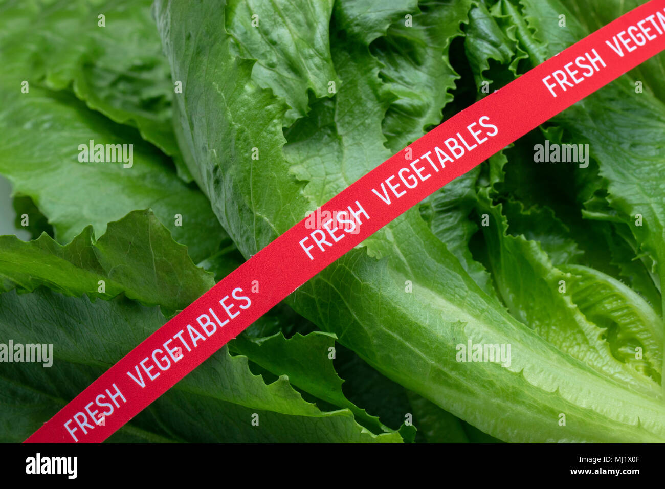 Fresh Vegetables. Romaine Lettuce. Concept of the outbreak of food