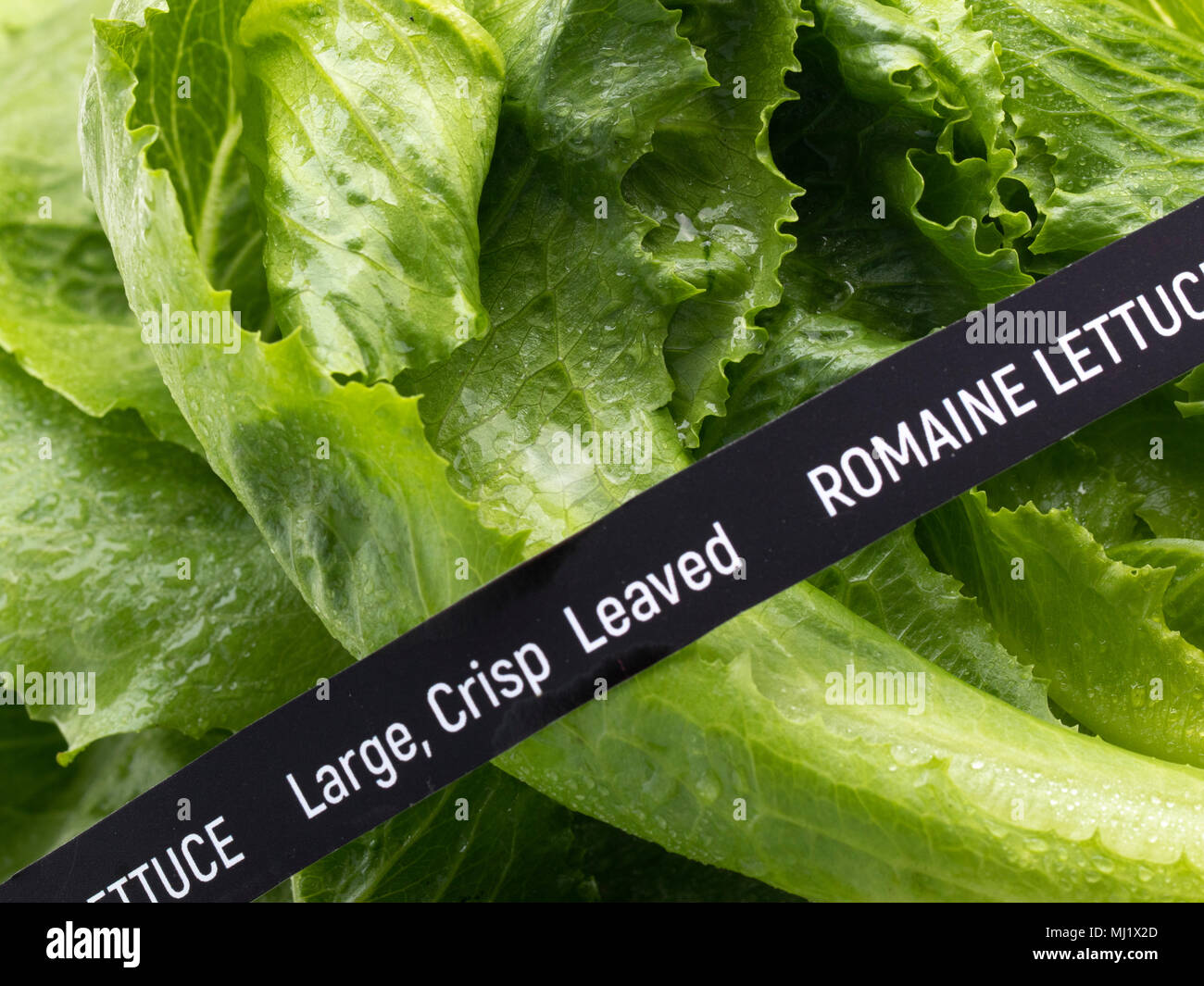 Fresh Vegetables. Romaine Lettuce. Concept of the outbreak of food