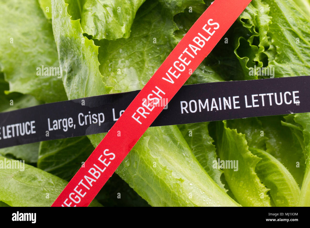 Fresh Vegetables. Romaine Lettuce. Concept of the outbreak of food poisoning E.coli Stock Photo
