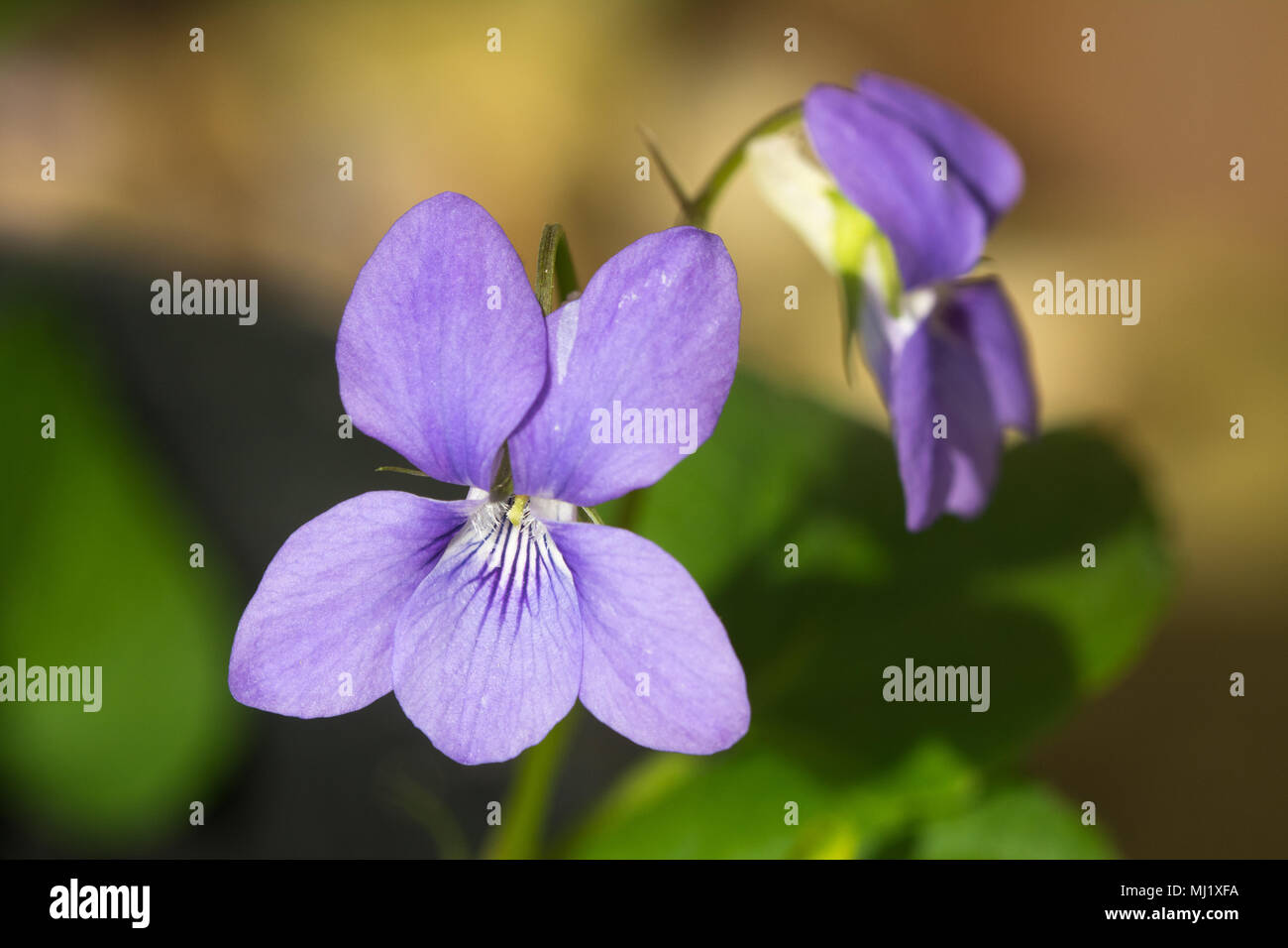 Close-up of dog violet Stock Photo