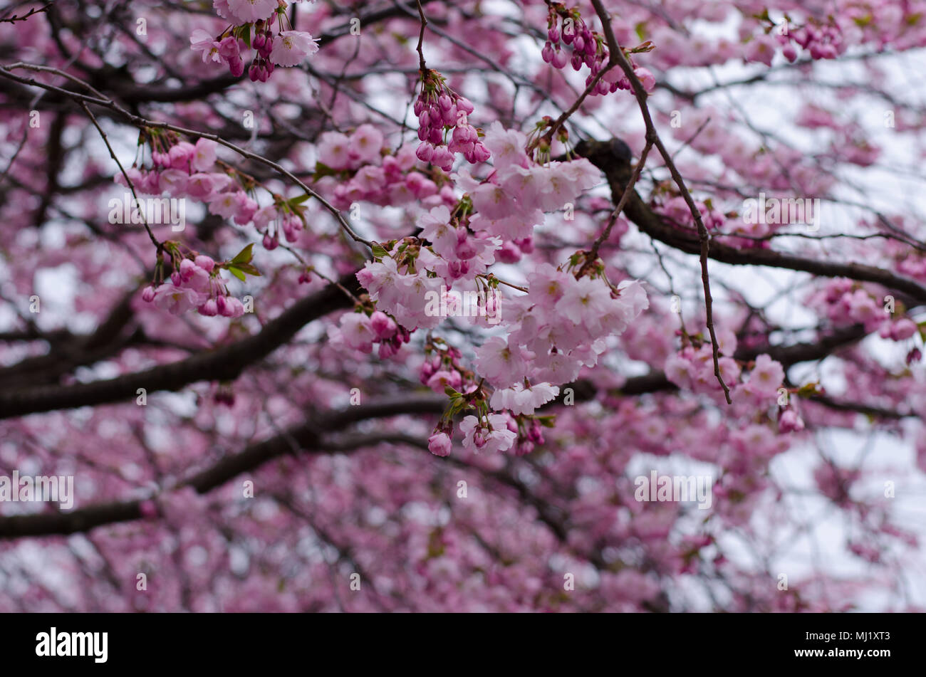 A blooming japanese cherry blossoms tree in Stockholm, Sweden Stock
