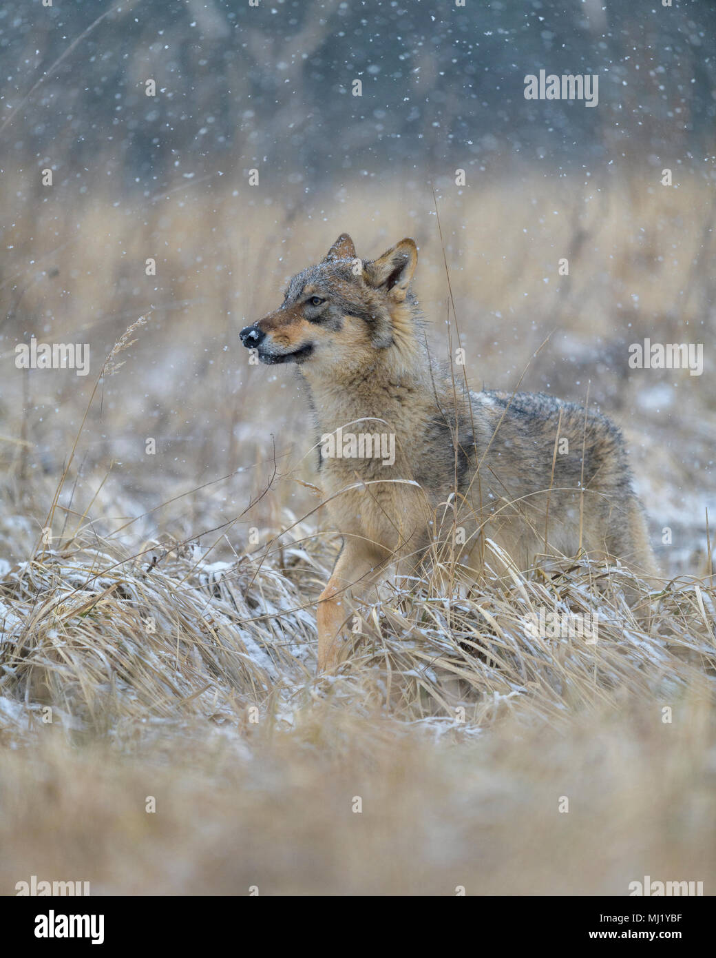 Gray wolf (Canis lupus), securing, in a meadow by snowfall, National Park Little Fatra, Slovakia Stock Photo