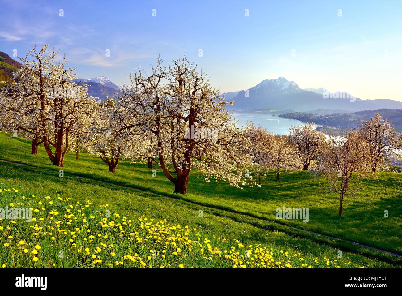 Cherry trees (Prunus) in bloom at Küssnacht am Rigi, view of Lake Lucerne and Mount Pilatus, Canton Schwyz, Switzerland Stock Photo