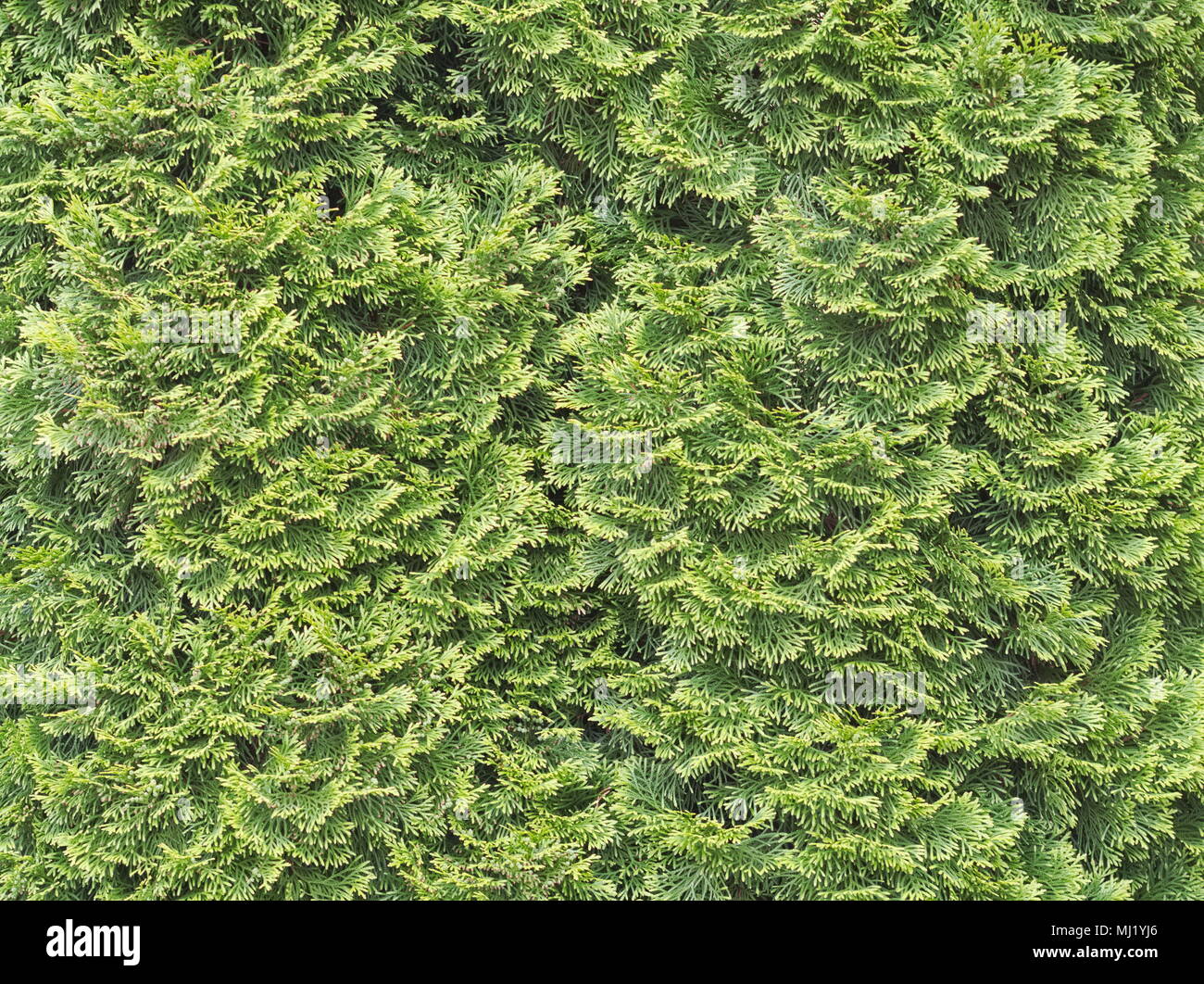 Green Thuja Tree Leaves Texture Closeup Background Stock Photo