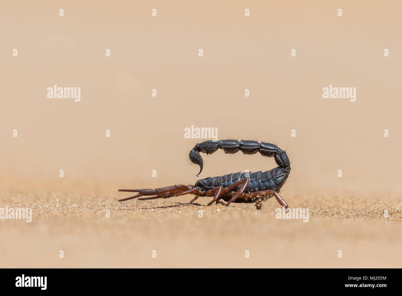 Transvaal thick-tailed scorpion (Parabuthus transvaalicus) in Sand Desert, Namib-Naukluft Park, Namibia Stock Photo