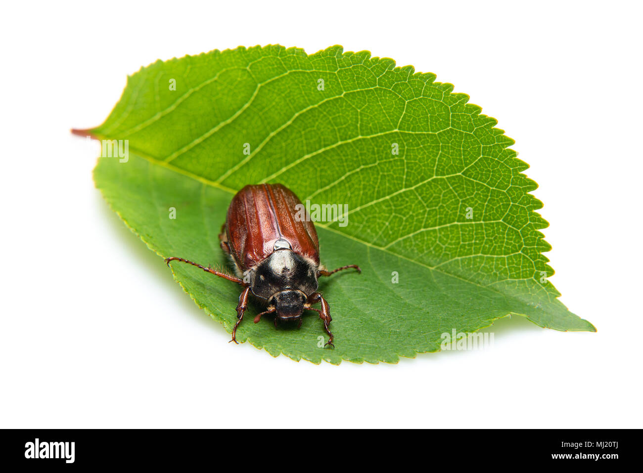 Cockchafer on cherry leaf, isolated on a white background with shadows. Also called May bug or doodlebug Stock Photo