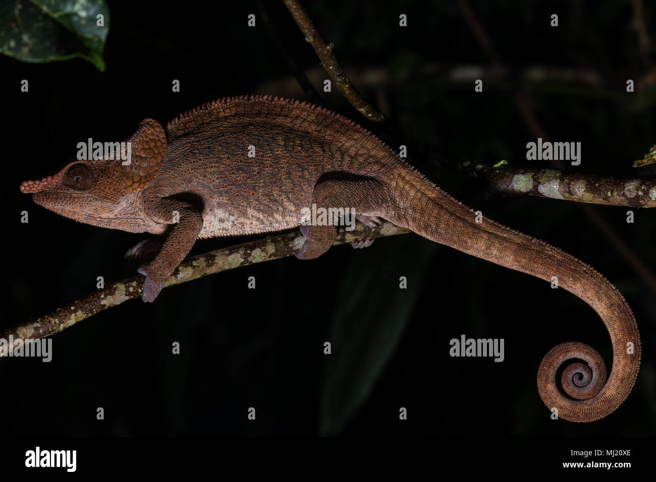 Short-horned chameleon (Calumma brevicorne), male on a branch, Analamazoatra, Andasibe National Park, Madagascar Stock Photo