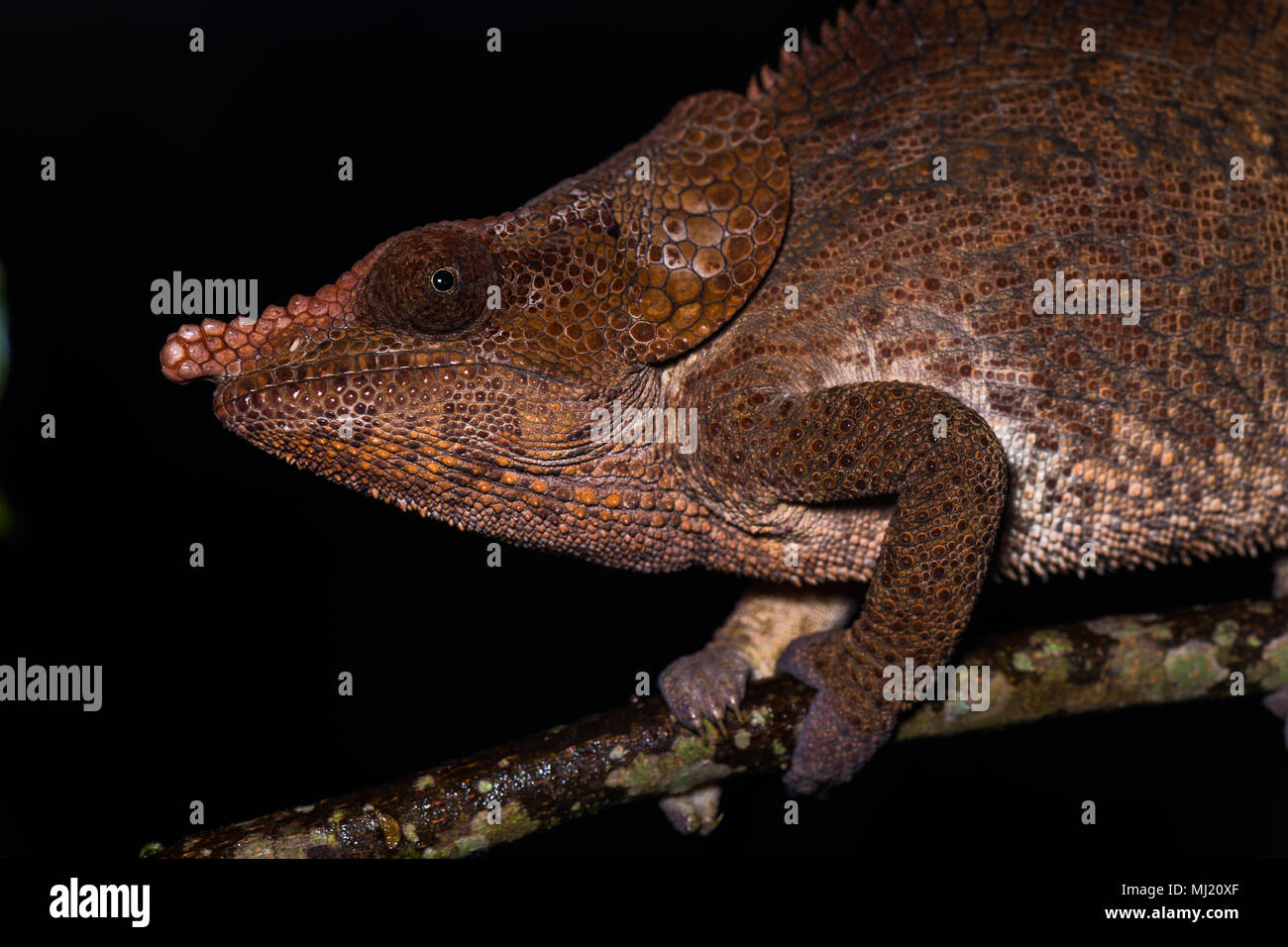 Short-horned chameleon (Calumma brevicorne), male, animal portrait, Analamazoatra, Andasibe National Park, Madagascar Stock Photo
