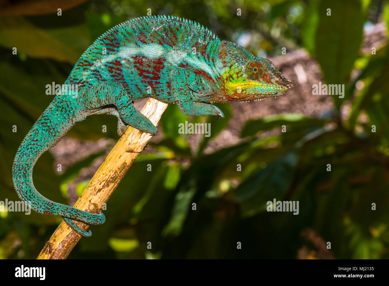 Panther chameleon (Furcifer pardalis), male on a branch, Ambanja ...