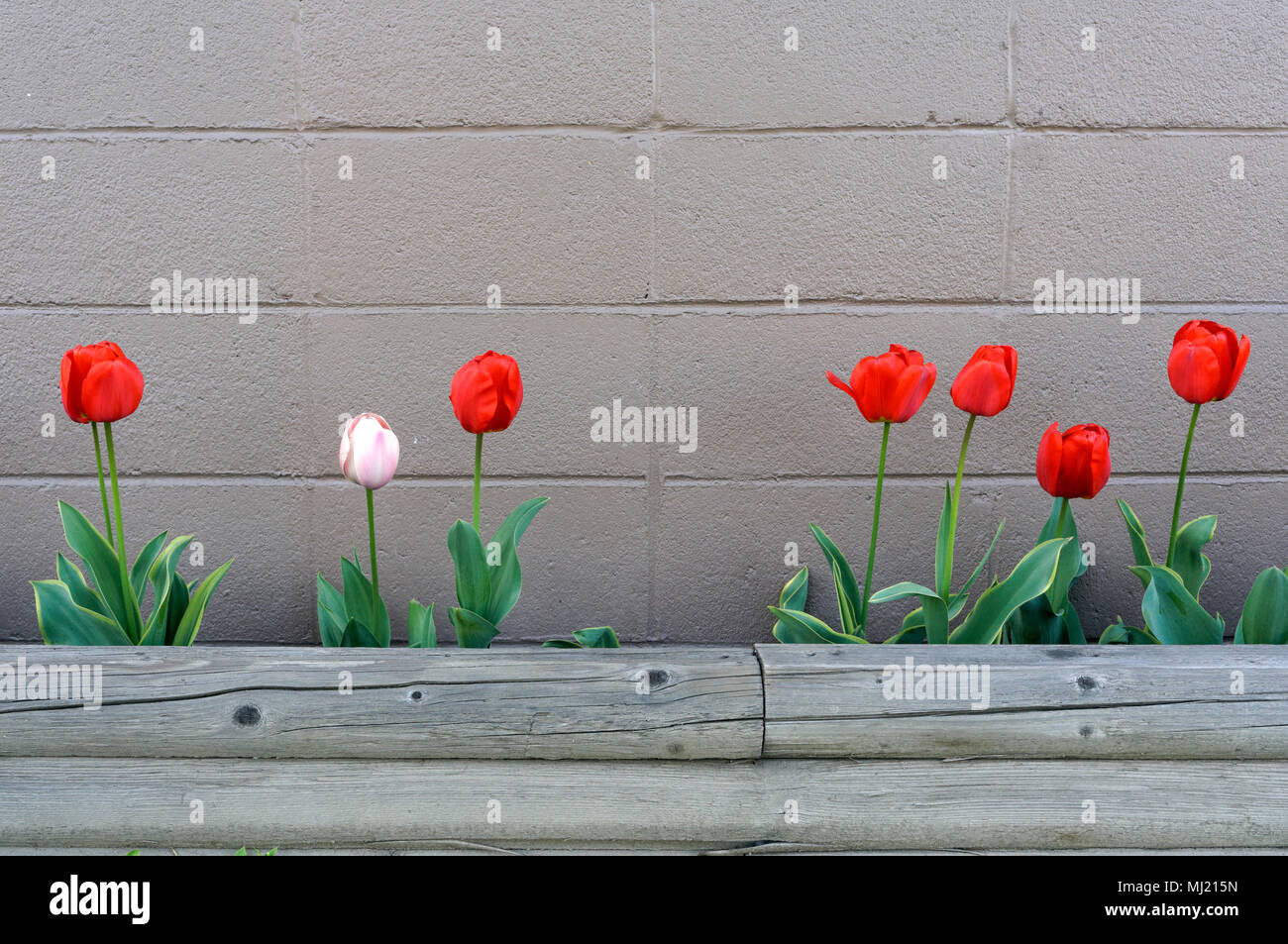 Row of red and pink tulips blooming in front of painted cement block wall Stock Photo
