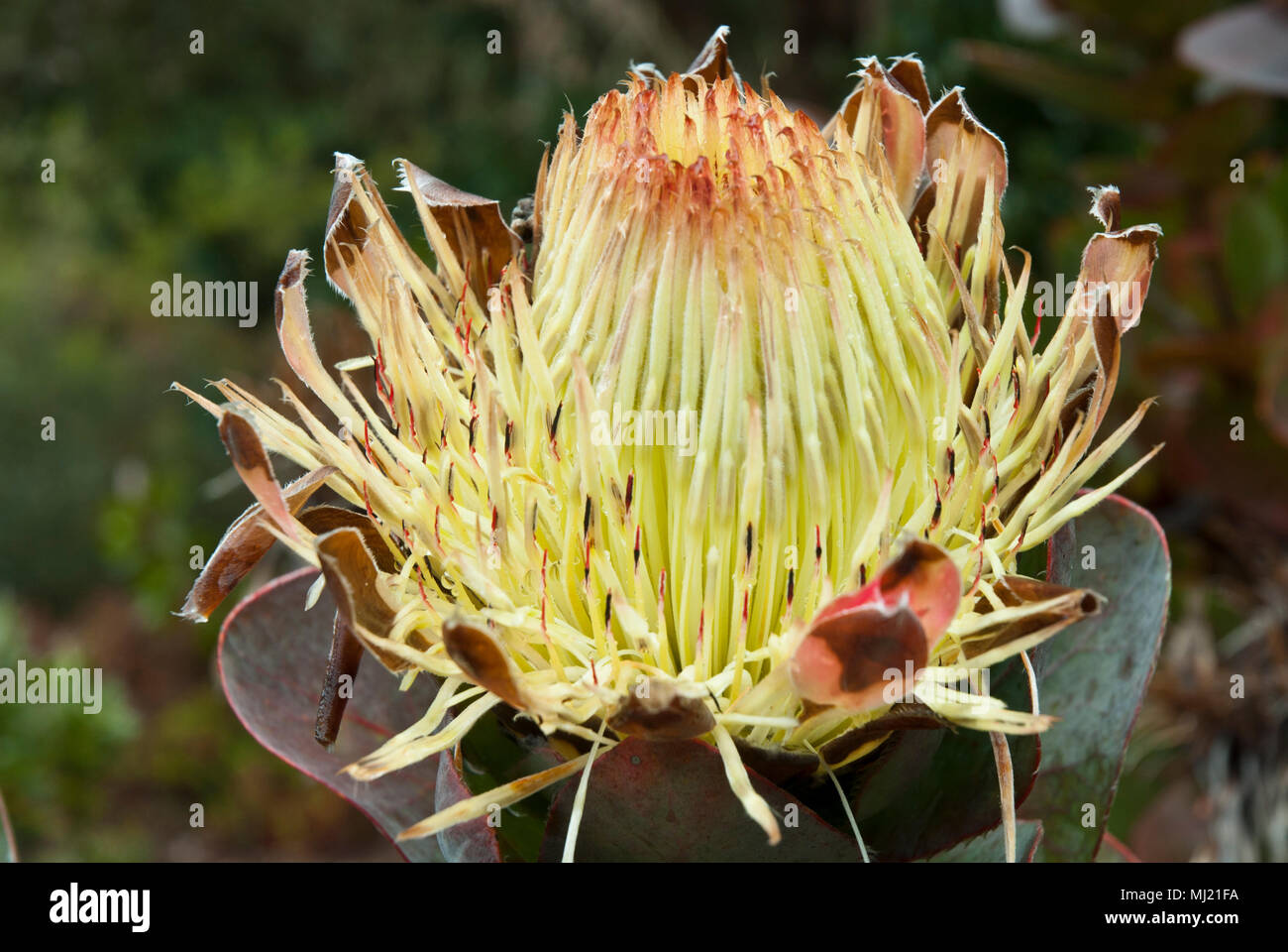 Large yellow flower of Protea Eximia with bracts opening. Stock Photo