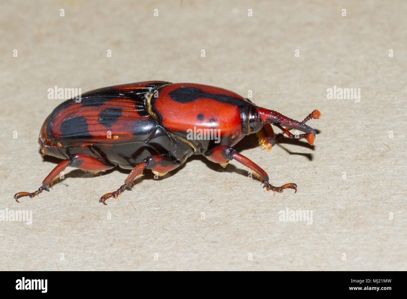 An adult palmetto weevil. Stock Photo